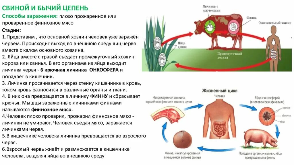 Бычий цепень промежуточный хозяин окончательный хозяин. Цикл развития свиного цепня основной хозяин. Жизненный цикл бычьего цепня основной хозяин. Промежуточный хозяин свиного цепня.