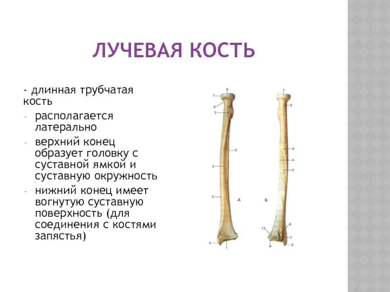 Три трубчатые кости. Строение кости лучевая кость. Трубчатая кость лучевая кость. Лучевая кость описание анатомия. Длинная трубчатая кость.