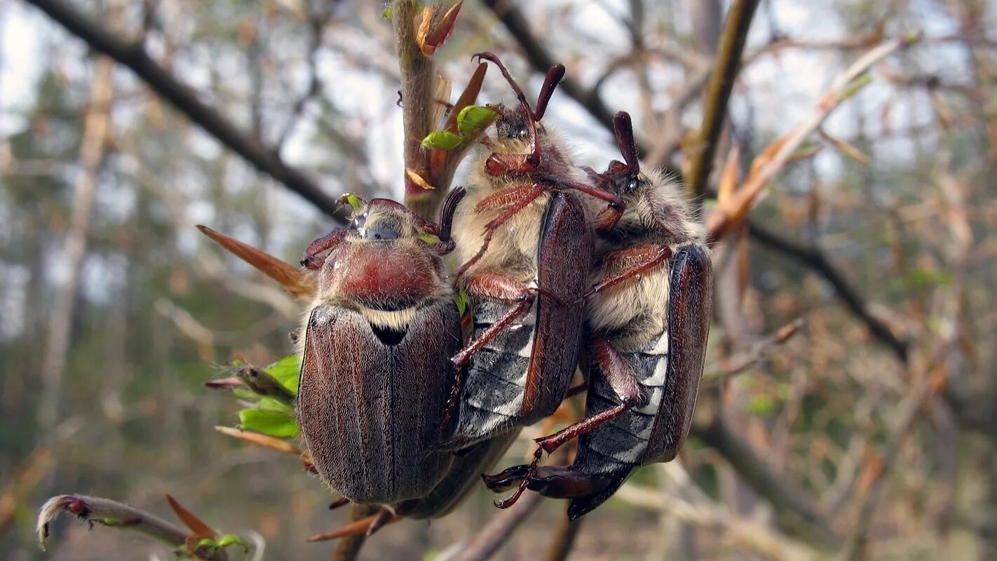 жесткокрылые майский жук. майский хрущ берёза. майский жук ареал обитания. майские жуки на деревьях. майские жуки на деревьях.