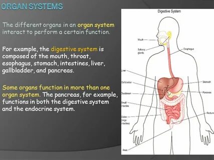 Organ system