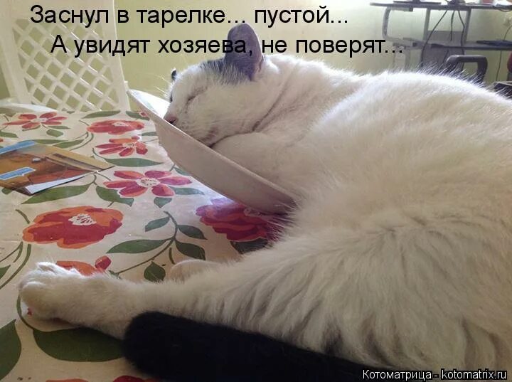 Несчастные бездомные животные. Смешные собаки с надписями. Приколы с надписями для поднятия настроения. Кот между. Кот хитро улыбается.