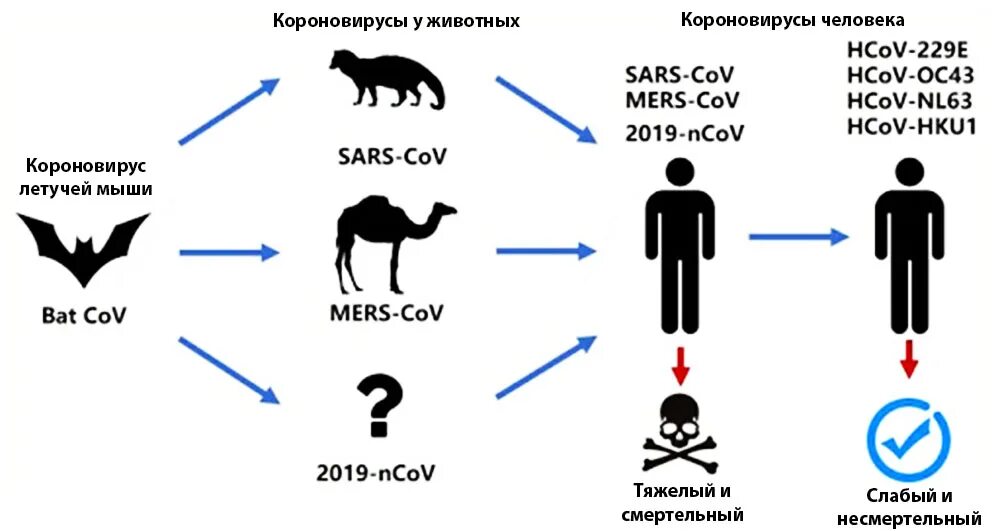 Как передается коронавирус. Виды коронавируса. Разновидности коронавиру. Коронавирус виды. Виды штаммов коронавируса.