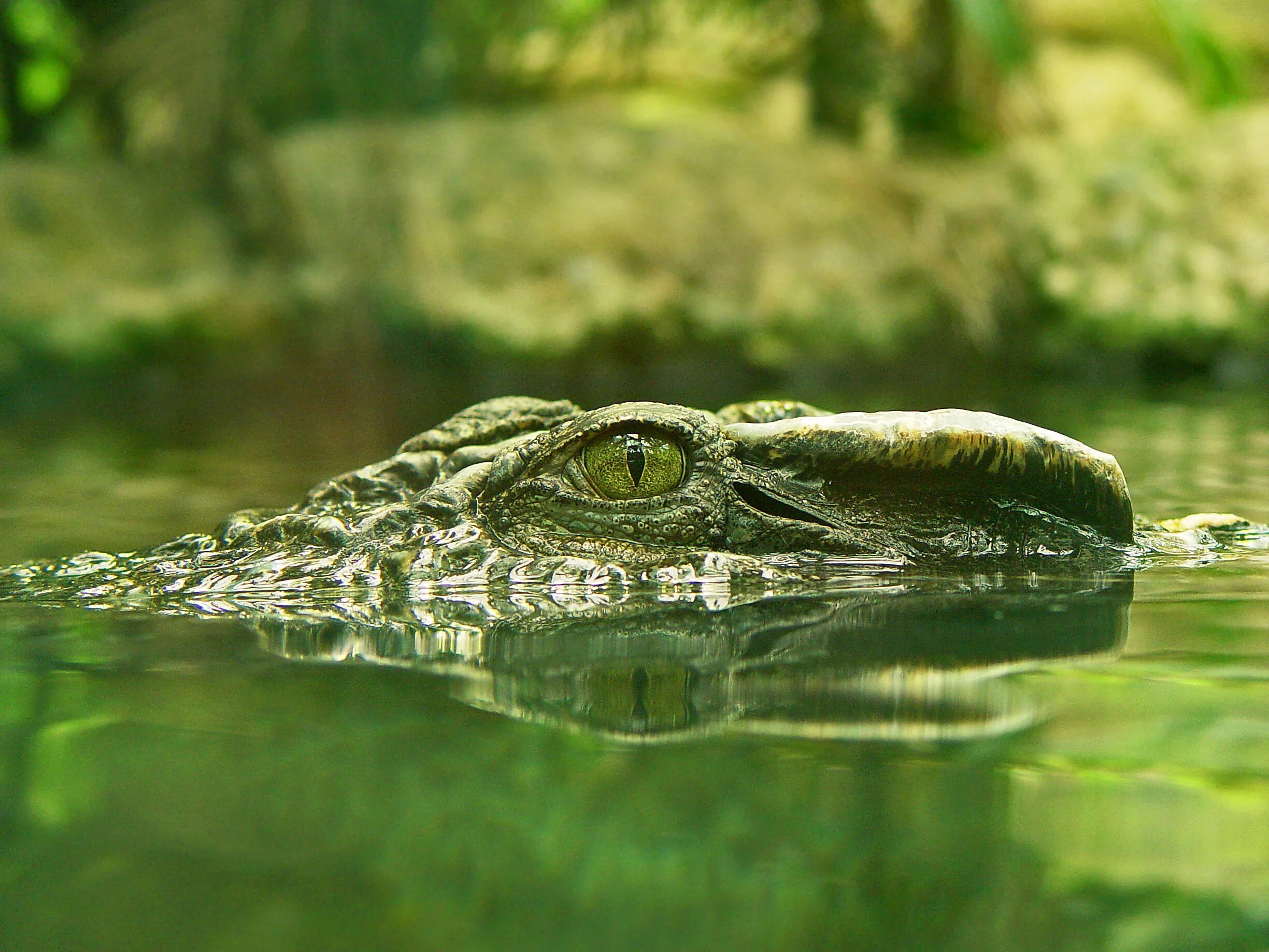 Красивый крокодил. Крокодил в Тине. Крокодил глаза из воды. Аллигатор в воде глаза.