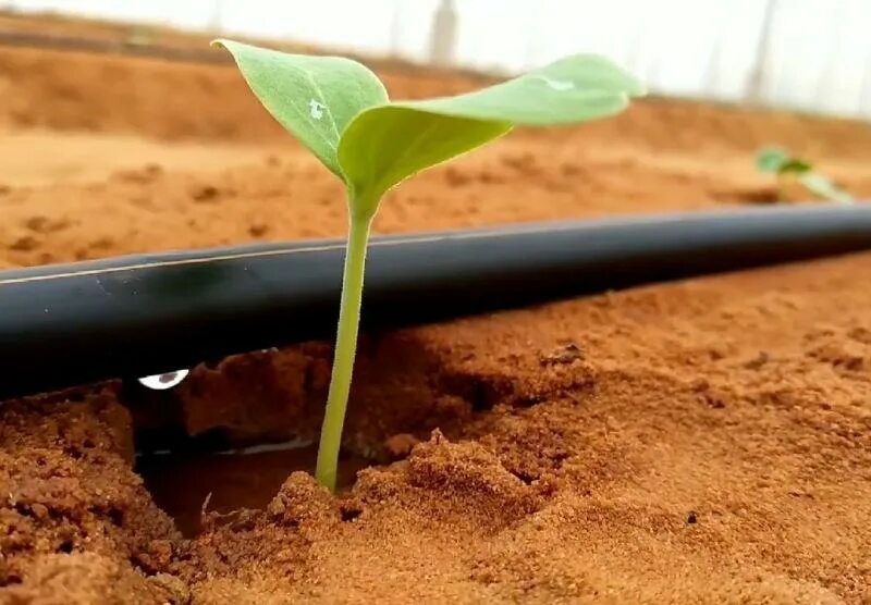 Капельное орошение Drip Irrigation Fertigation. Капельное орошение в Израиле. Капельный полив бахчи. Капельный полив арбуза.