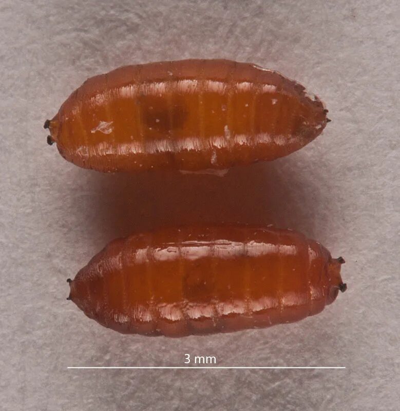 Кокон гусеницы шелкопряда. Личинка жука кожееда яйца. Личинка мухи львинки. Личинки пупарии мух. Оболочка личинок.