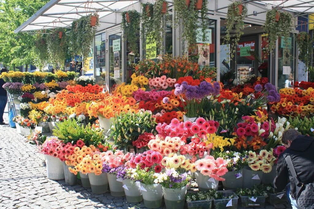 оби комнатные цветы. оби цветы для сада. оби цветы в горшках каталог. цветы в оби. цветочный рынок в ереване.