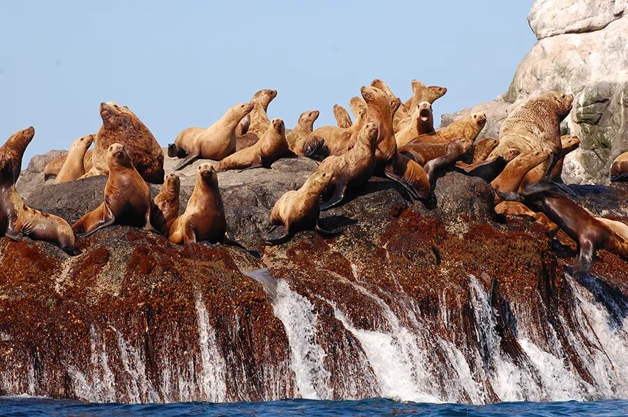 Острова с названием животных. Эквадор галапагосские острова. Острова с названием животных. Снорклинг с черепахами на мальдивах. Пиг-бич багамские острова.