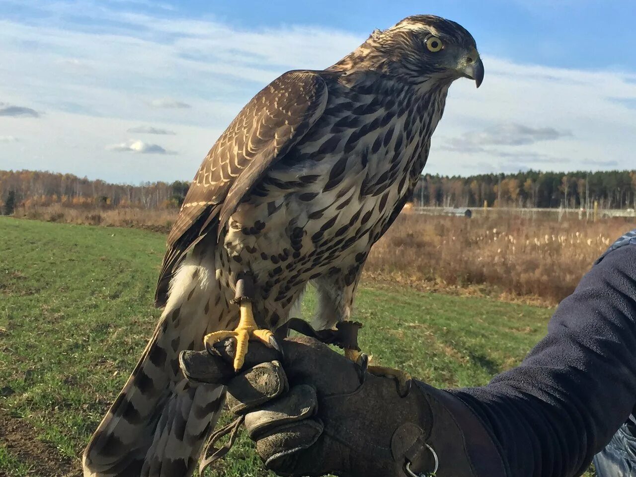 Ястреб-тетеревятник. Ястреб в полете. Ястребенок фото. Галичья гора сокол балобан. Ястреб-тетеревятник фото.