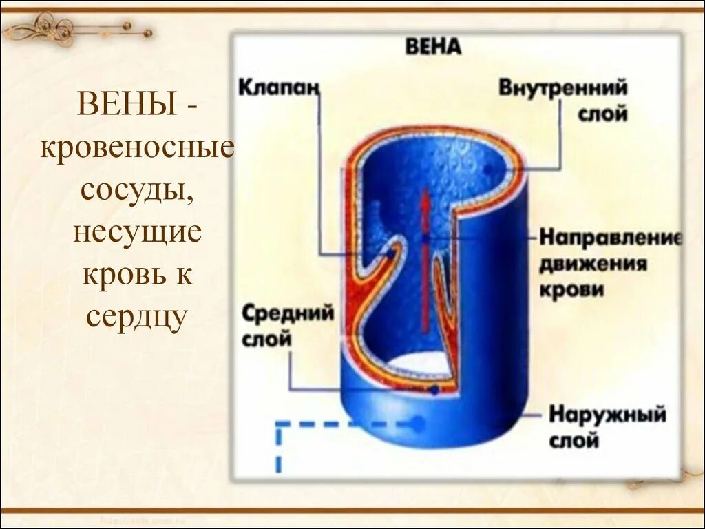 Вена сосуд строение. Строение вены рисунок. Строение вены человека клапаны. Строение венозных сосудов. Артерии вены капилляры слои