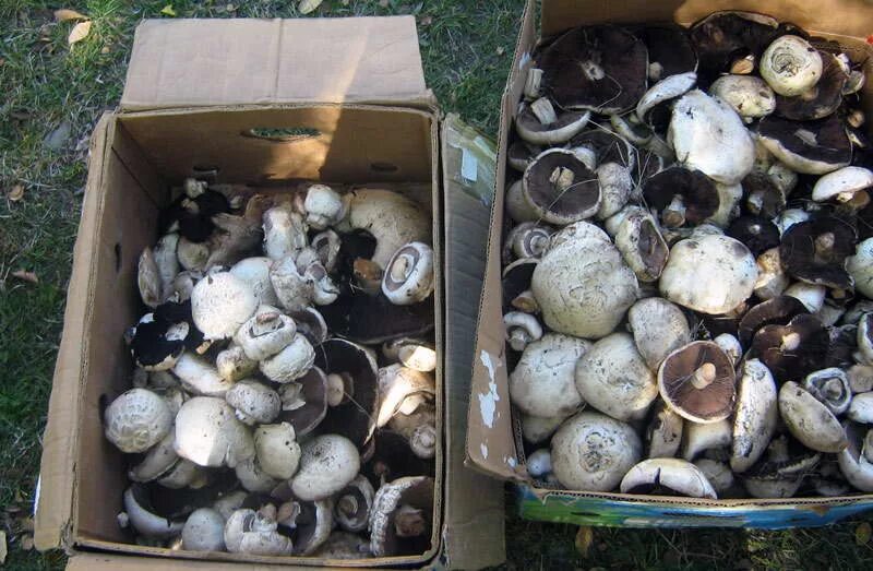 Грузди в астраханской области. Шампиньоны в лесу. Белые грибы шампиньоны. Шампиньон таблитчатый (agaricus tabularis). Шампиньоны собирать грибы.