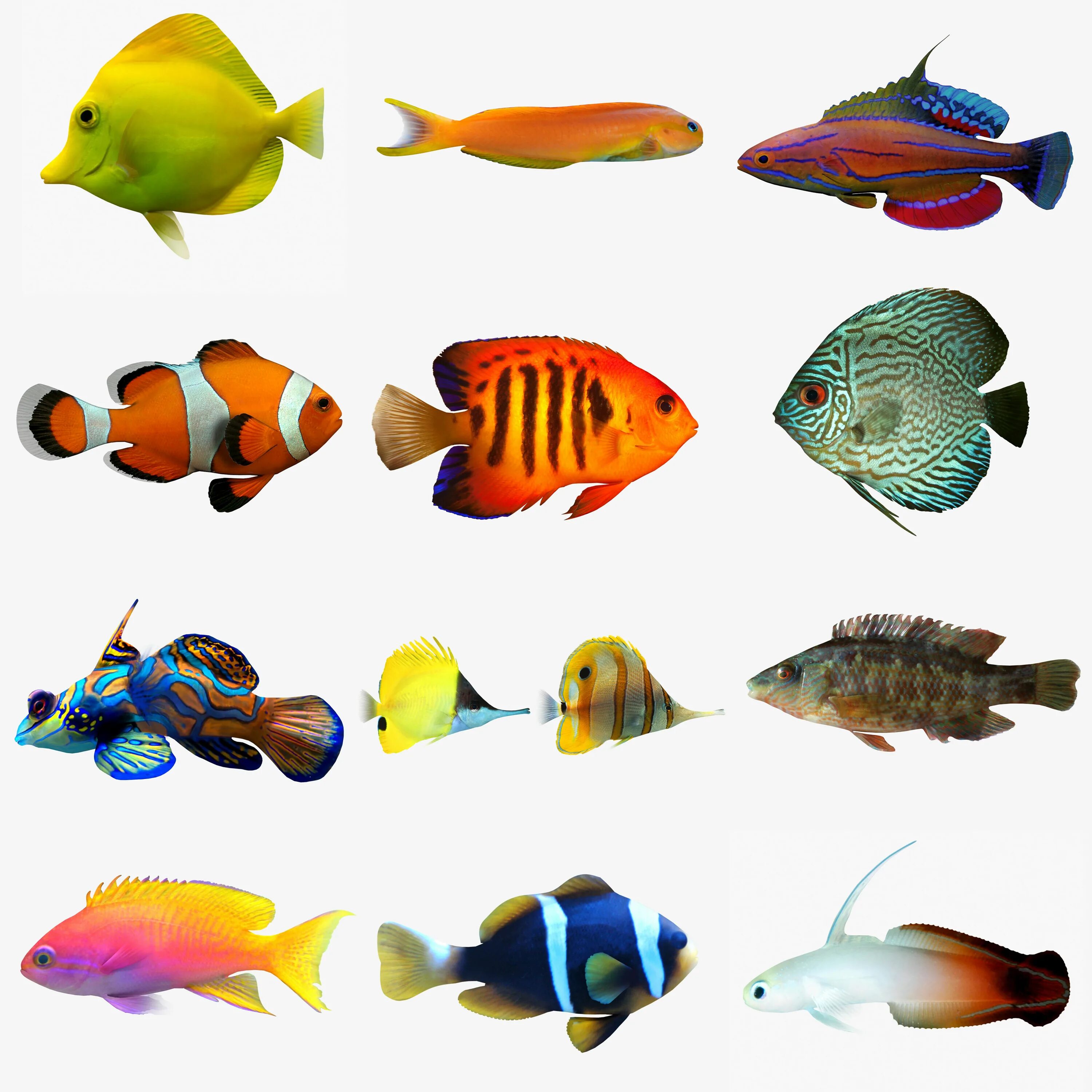 Каких рыбок выбрать. Верхоплавающие аквариумные рыбки. Гирики рыбки аквариумные. Моторо рыбка аквариумная. Цветные рыбы.
