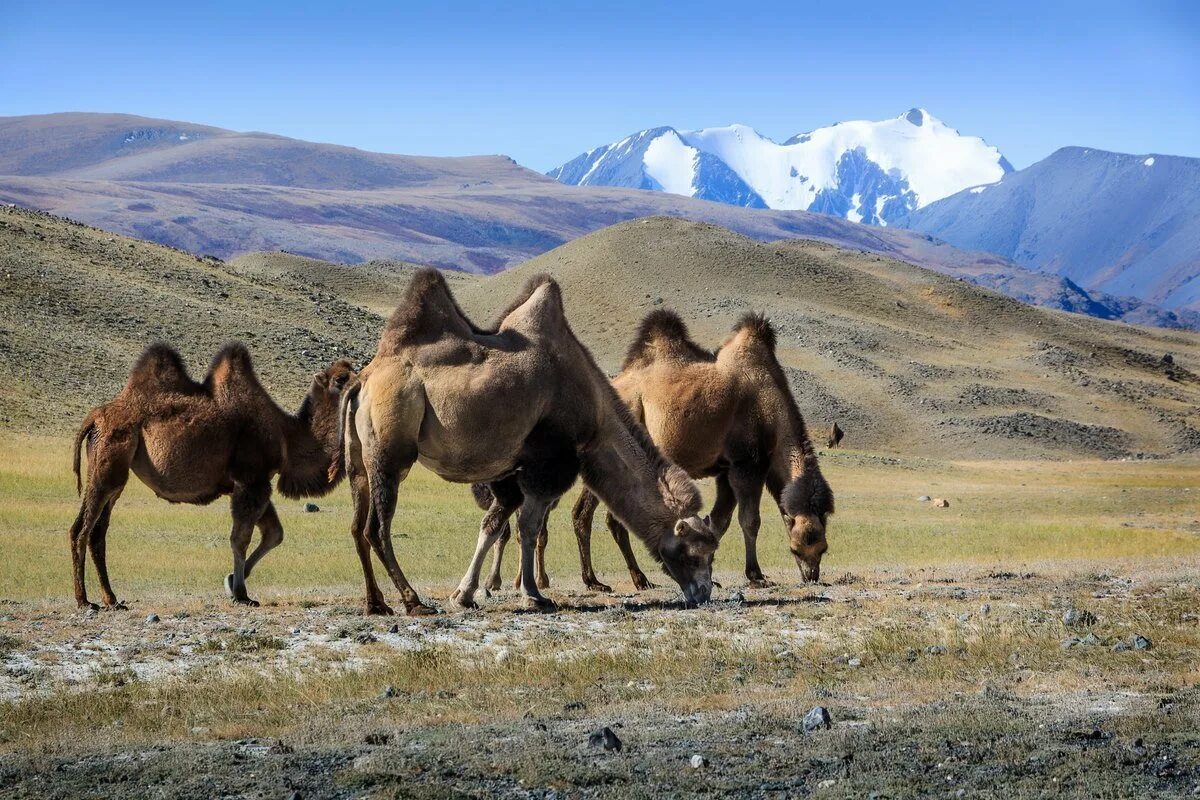 верблюды в хакасии. калмыцкий двугорбый верблюд. республика тыва верблюд. верблюд гигант. верблюды в хакасии.