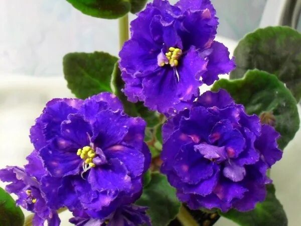 Сенполия спорт. Сенполия спорт. Фиалка лединг леди. Ек селфи фиалка. Фиалка ds птичка певчая.