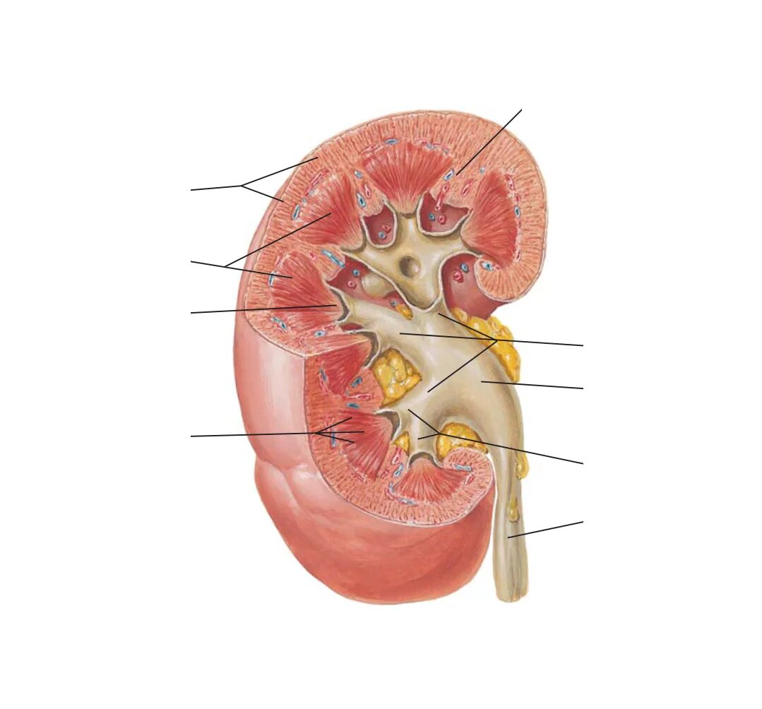 Почка округлой формы. Анатомия почки почечный синус. Строение почки почечный синус. Area cribrosa почка. Строение почки Неттер.