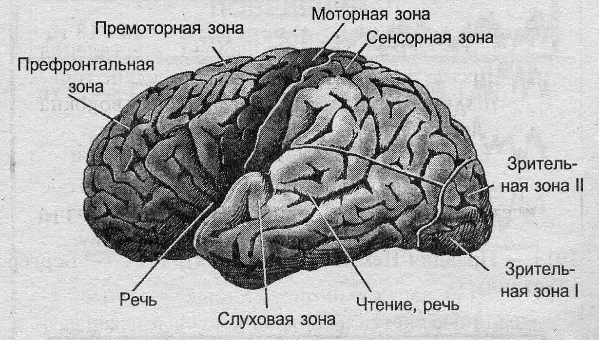 Сенсорные моторные и ассоциативные зоны коры больших полушарий. Премоторные отделы левого полушария головного мозга.