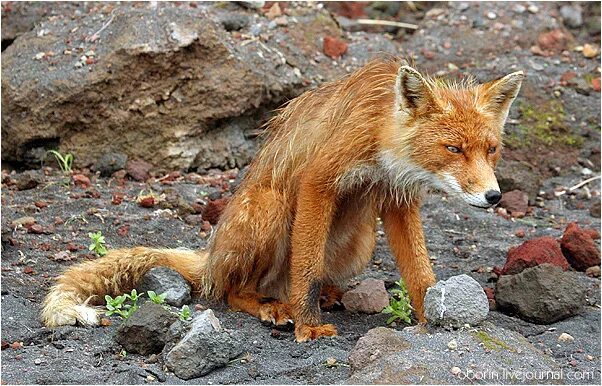 Лиса под дождем. Грязная лиса. Лиса промокла. Мокрая лисичка. Мокрый лисенок.