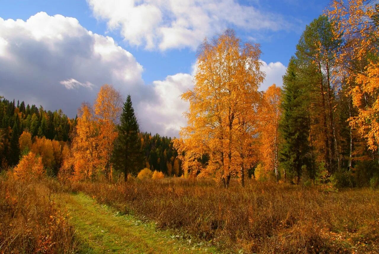 Брянская область осенью. Природа Брянской области осенью. Опушка леса осенью. Брянский лес осенью.