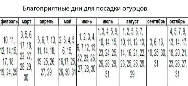 Благоприятные дни посева огурец. Благопоиятныедни для посадки огурцов. Благоприятные дни для посдкиагурцов. Деидля посадки огурцов. Благоприятные для посадки огурцов.