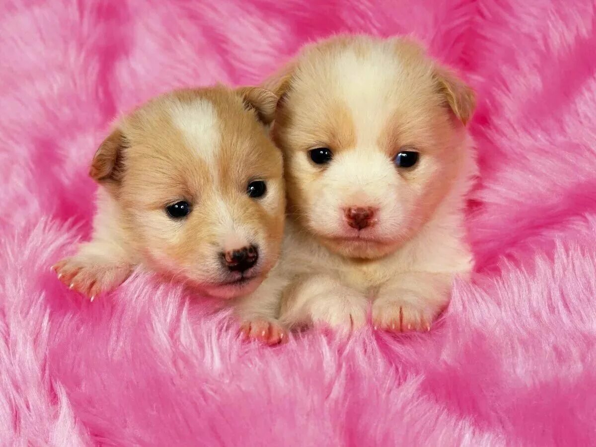 Какие милые картинки. Красивые щенки. Милые собачки. Красивые собаки. Щенки милашки.