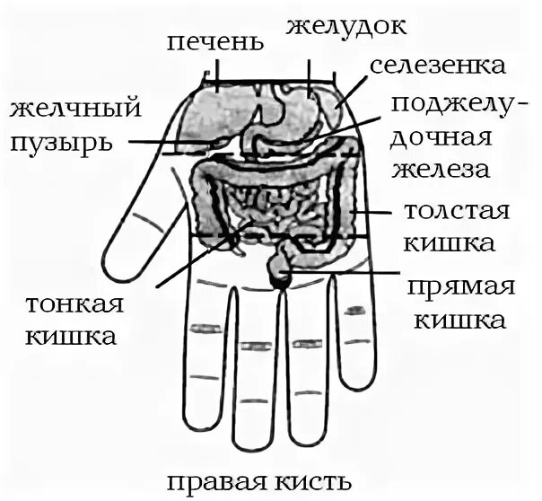 Су Джок желчный пузырь. Су Джок точка поджелудочной железы. Су Джок точки желчного. Cу Джок терапия поджелудочной железы.