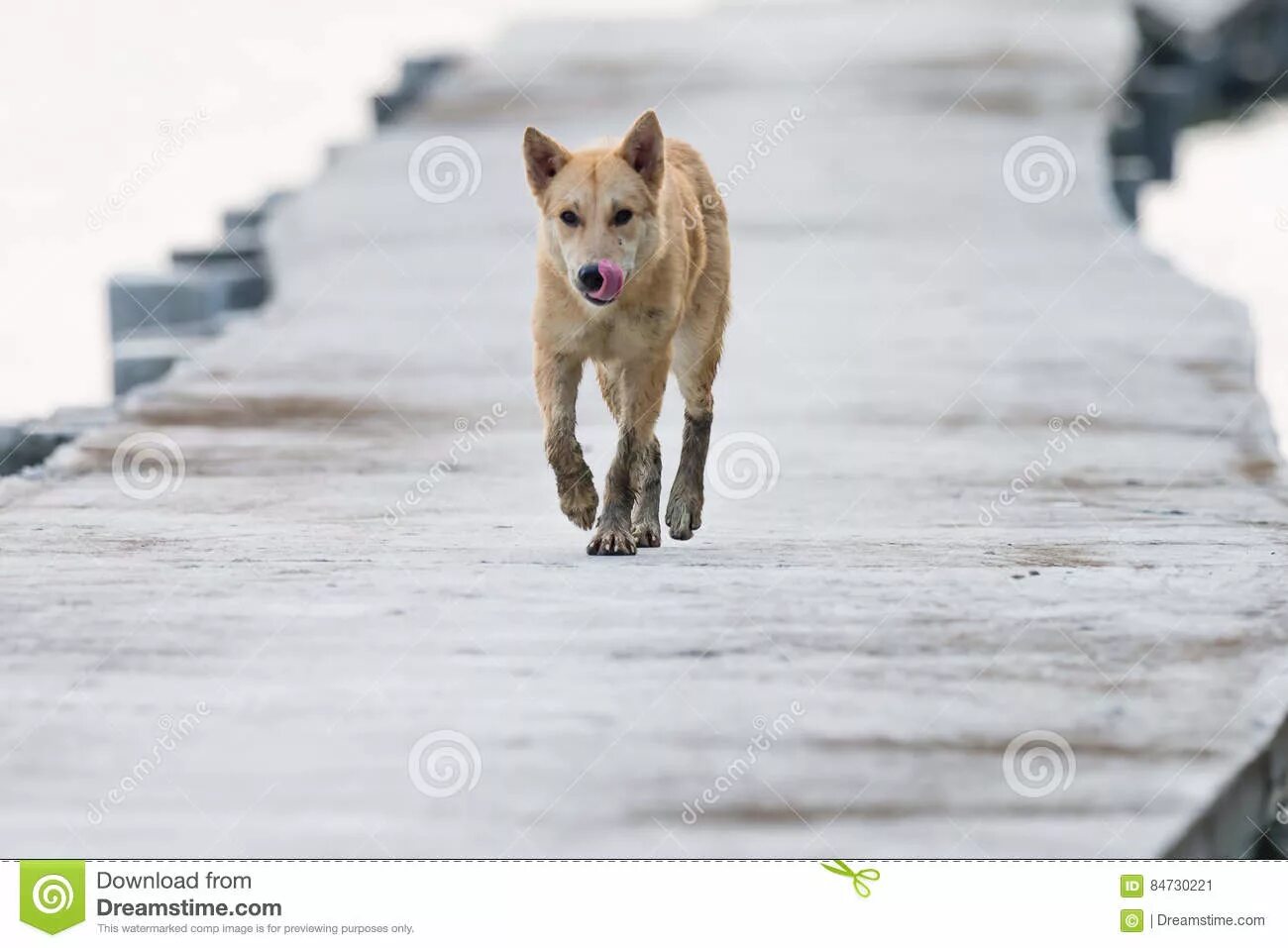 Щенок с поводком. Собака сидит на дороге. Собака на дороге. Собака идет вперед. Собака идет вперед.
