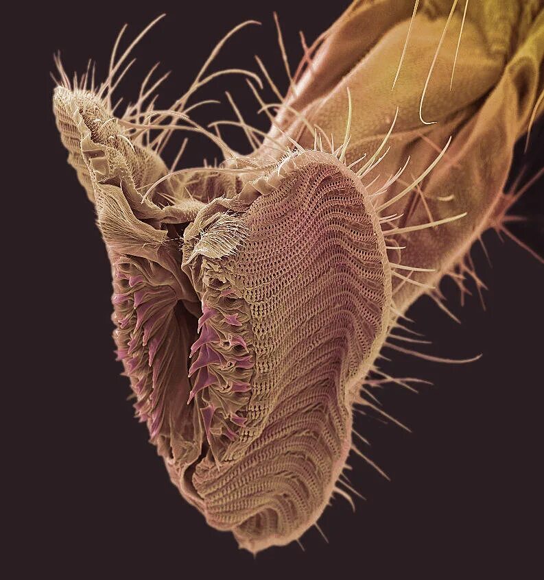 Ротовый. Насикомыепод микроскопом. Монстры под микроскопом. Насекомые под электронным микроскопом.