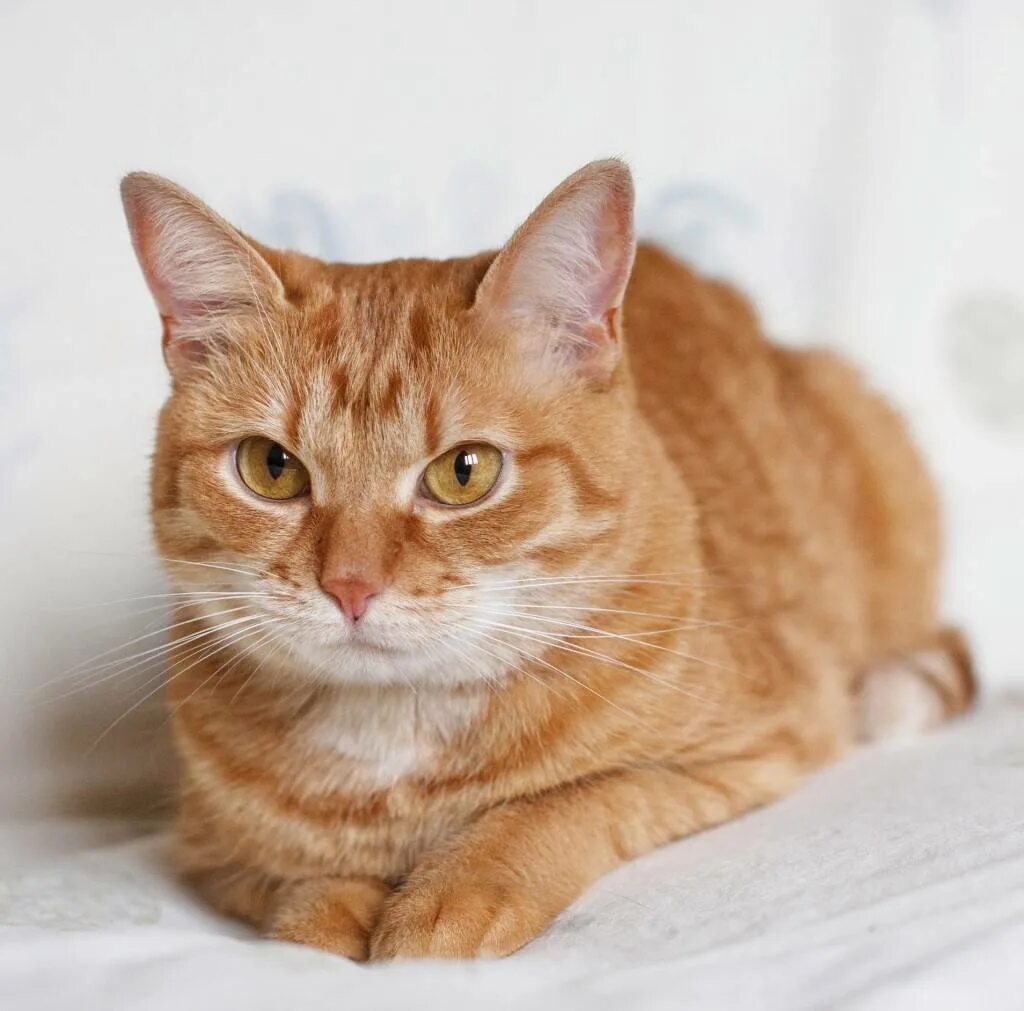 Порода кошек рыже белого окраса. Порода Кимрик рыжий. Европейская гладкошерстная кошка рыжая. Европейский короткошерстный кот рыжий. Кельтская европейская короткошёрстная кошка рыжая.