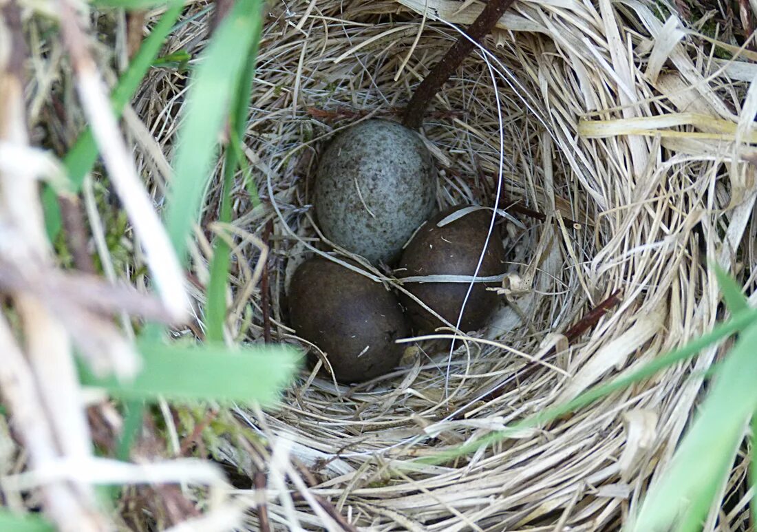 Яйца кукушки фото. Яйца кукушки. Мелихенские кукушки яйца. Гнездо с яйцом кукушки. Яйца кукушки картинки.