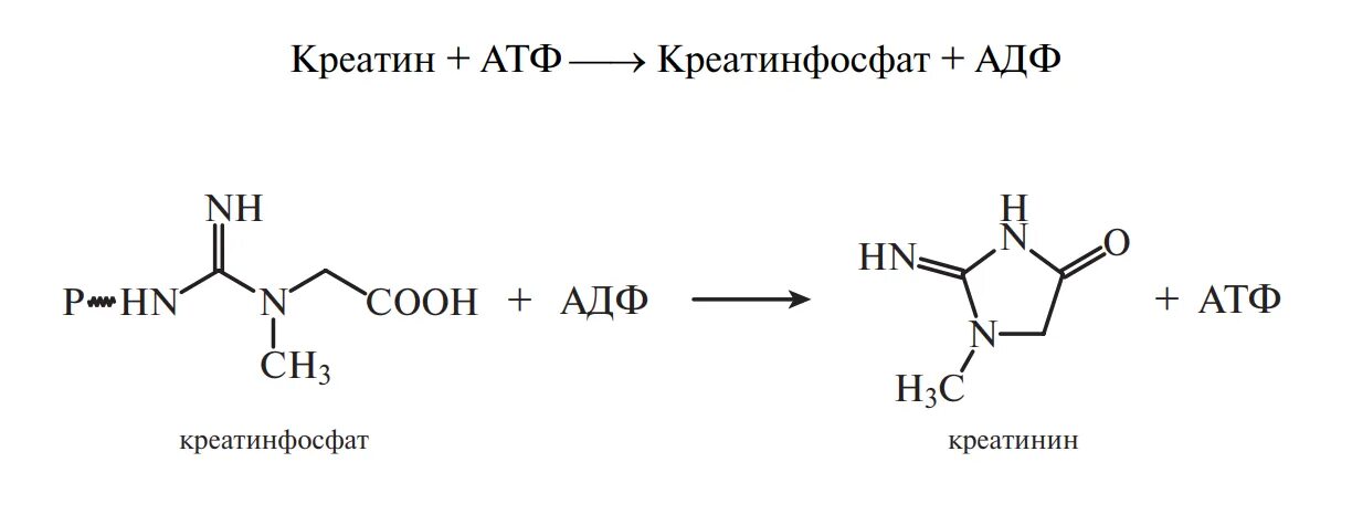 Колоть атф. Креатин в креатинфосфат реакция. Креатин + АТФ ↔ креатинфосфат + АДФ. Креатин формула. Креатин формула структурная.