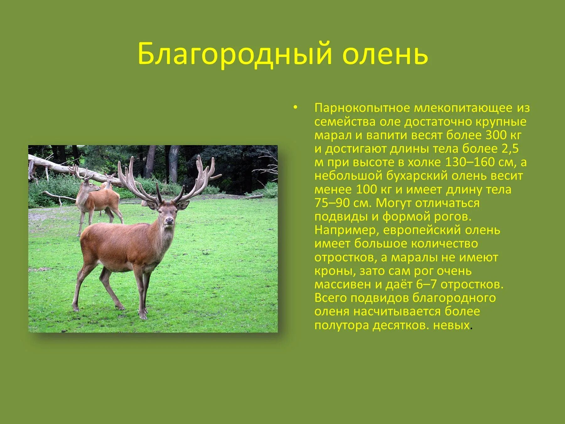 Текст о олене. Информация про оленя. Доклад про оленя. Олень Марал информация. Описание оленя.