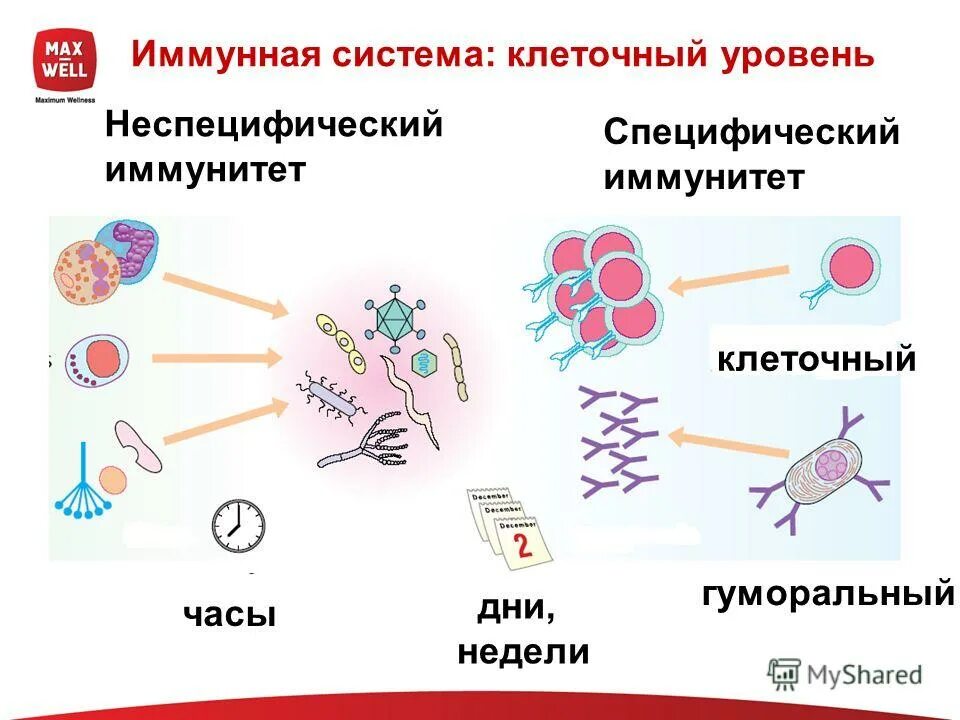 Иммунные часы. Клетки иммунной системы схема. Клеточный и гуморальный иммунитет схема. Гуморальный специфический иммунитет схема. Гуморальный неспецифический иммунитет схема.