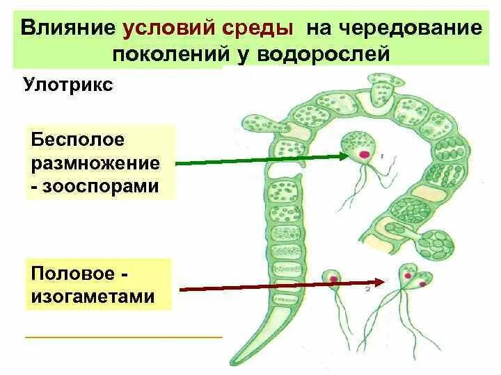 Какое поколение у водорослей. Размножение водорослей улотрикса схема. Жизненный цикл зеленой водоросли улотрикса. Жизненный цикл водорослей улотрикс. Жизненный цикл чередование поколений у водорослей.