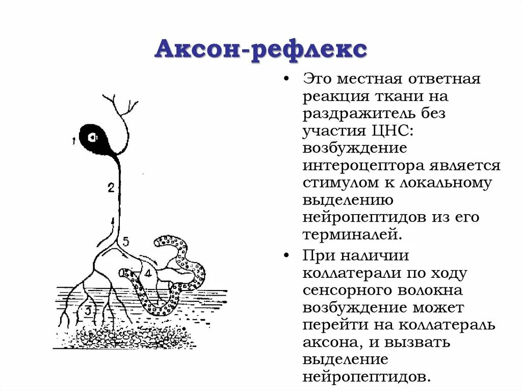 Аксон рефлекс. Аксон рефлекс физиология. Аксон рефлекс схема. Аксон рефлекс пример. Аксон рефлекс сосуды.