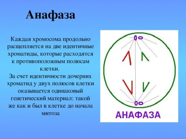 Число хромосом в анафазе 1