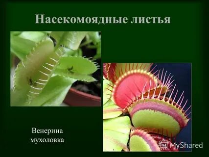 Как называются видоизмененные листья