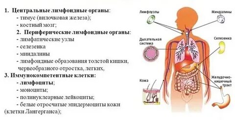 Лимфоидные органы
