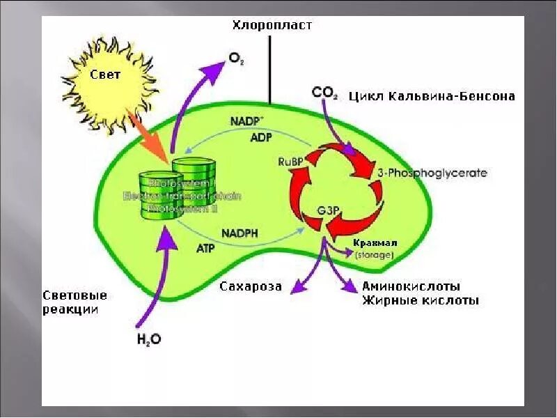 Протекают реакции цикла кальвина. Схема фотосинтеза в хлоропласте. Схема процесса фотосинтеза строение хлоропласта. Процесс фотосинтеза в хлоропластах схема. Фотосинтез хлорофилл растений.