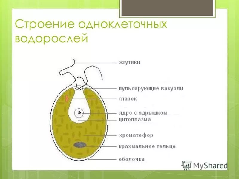 Строение одноклеточных. Строение одноклеточных водорослей. Строение одноклеточных организмов. Строение клетки одноклеточных.