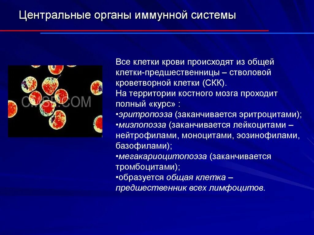 Органы и клетки иммунной системы. В центральных органах иммунной системы осуществляется. Эритроциты клетки иммунной системы. Органы иммунной системы иммунология.