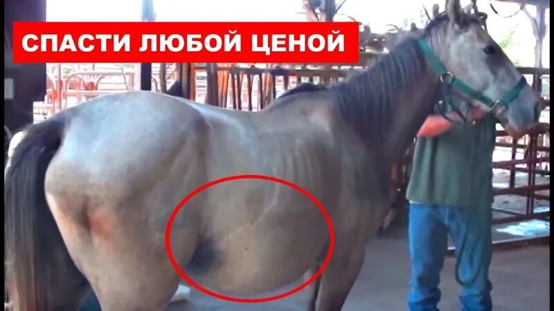 Беременна ли лошадь. Беременные лошади.
