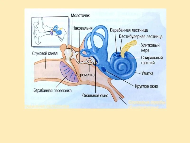 Ухо строение перепонка овального окна. Овальное и круглое окно. Стремечко и овальное окно. Овальное окно улитки. Круглое окно внутреннего уха