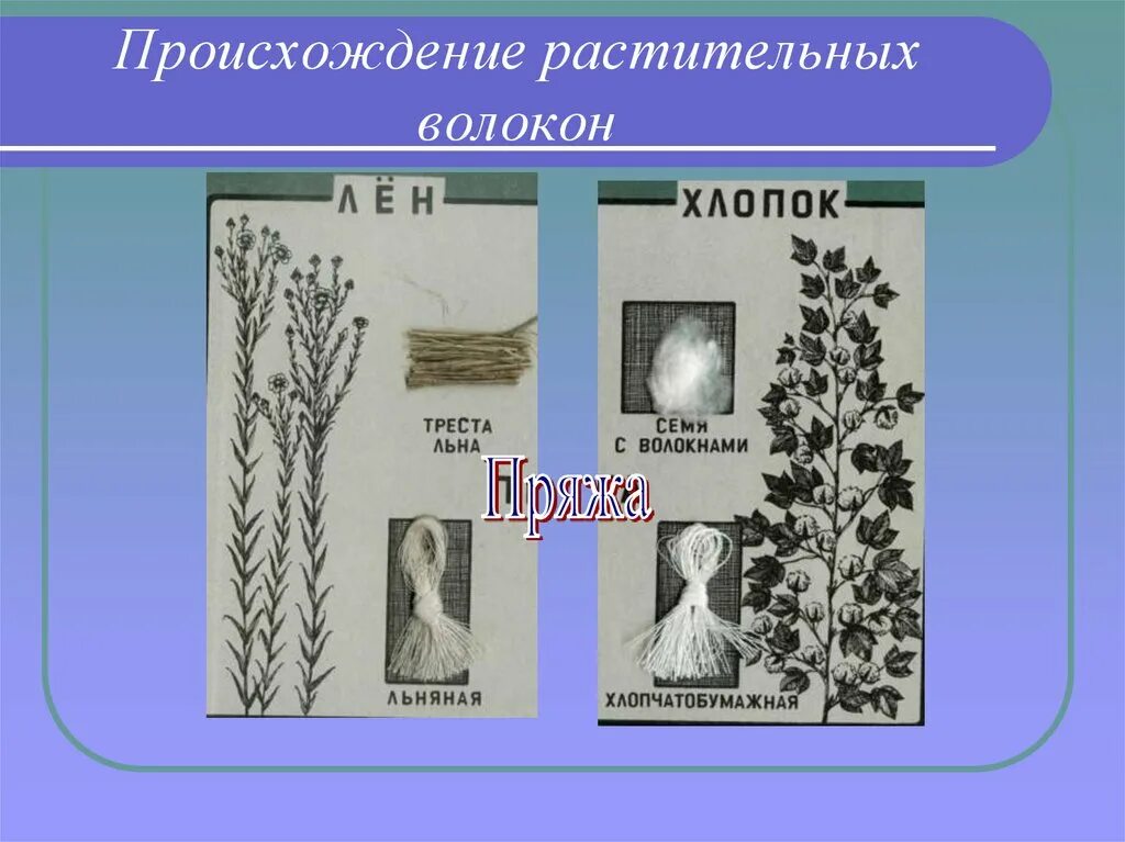 Волокна животного растительного и искусственного происхождения. Волокна растительного происхождения. ткани растительного происх. натуральные растительные волокна. натуральные волокна растительного происхождения.