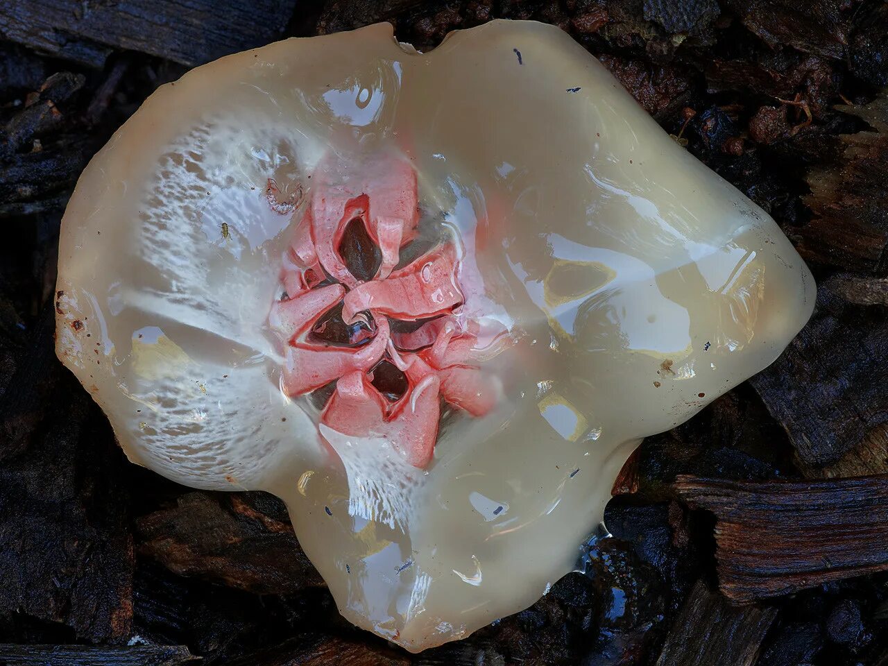 Морской гриб инадзума где. Гриб морской анемон (морская звезда). Aseroe rubra. Морской гриб Aseroe. Марки грибы.