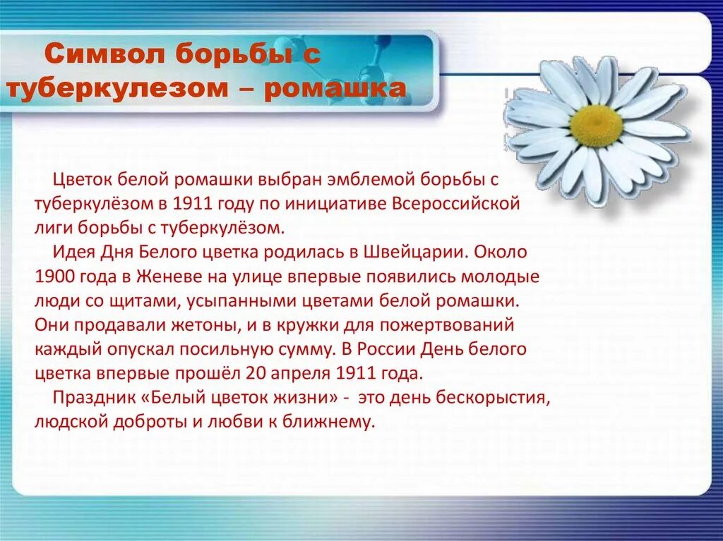 Почему 24 апреля. Профилактика туберкулеза белая Ромашка. Символ дня борьбы с туберкулезом белая Ромашка.