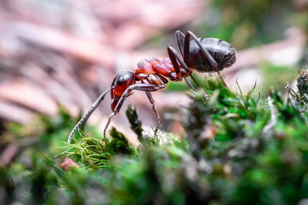 Myrmecia brevinoda. Членистоногие муравьи. Краснеющий муравей минёр. Удивительные насекомые. Обиженный муравей