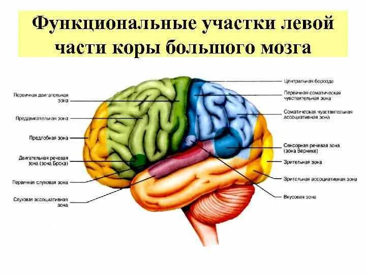 Функциональная земля