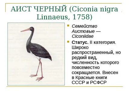 Книга черный аист