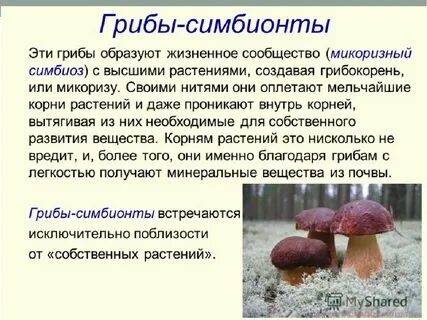 Какие грибы считаются самыми