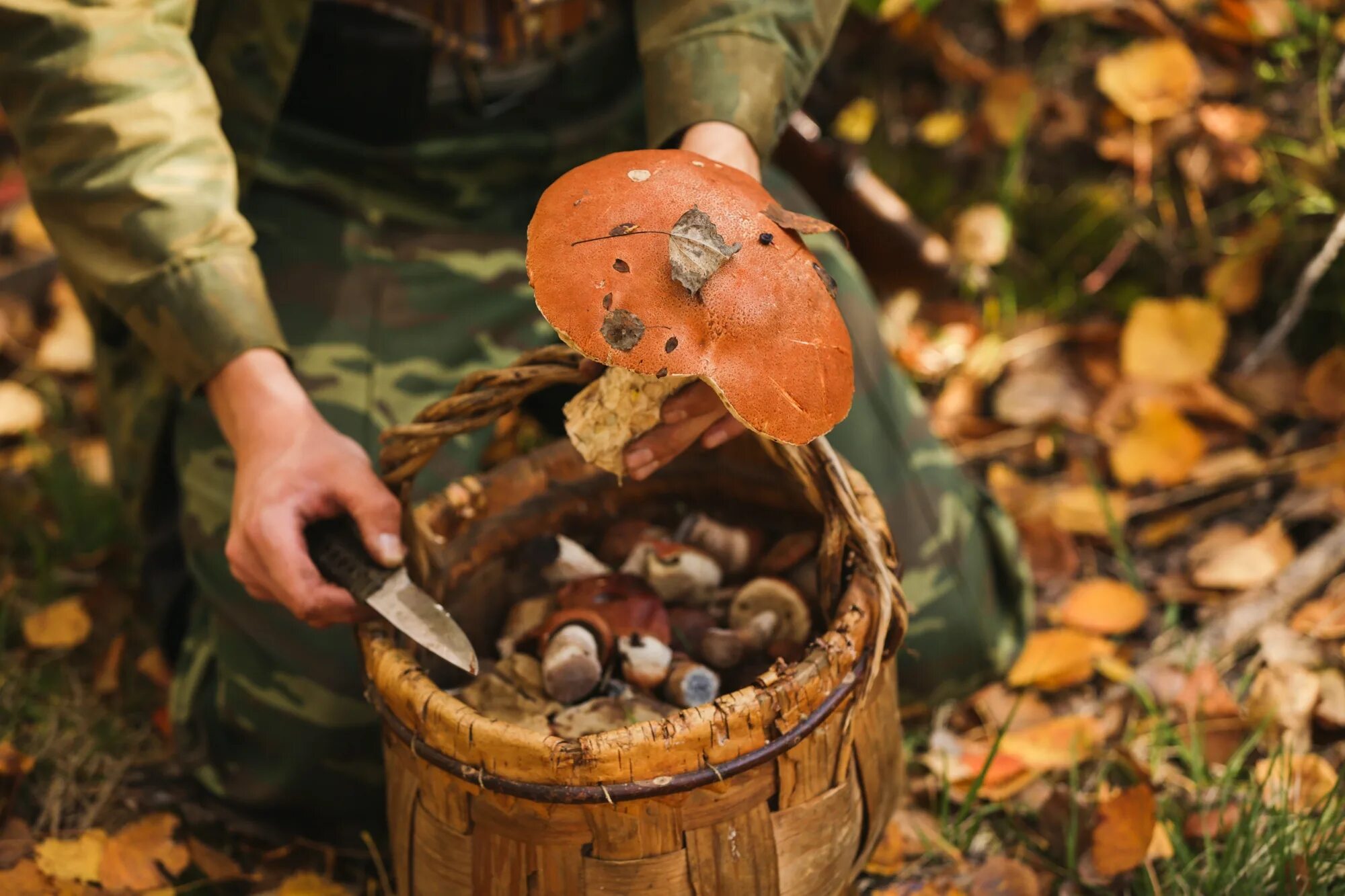 Picking mushrooms. Сбор грибов. Сбор грибов в лесу. Собирать грибы в лесу. Сбор ягод и грибов в лесу.