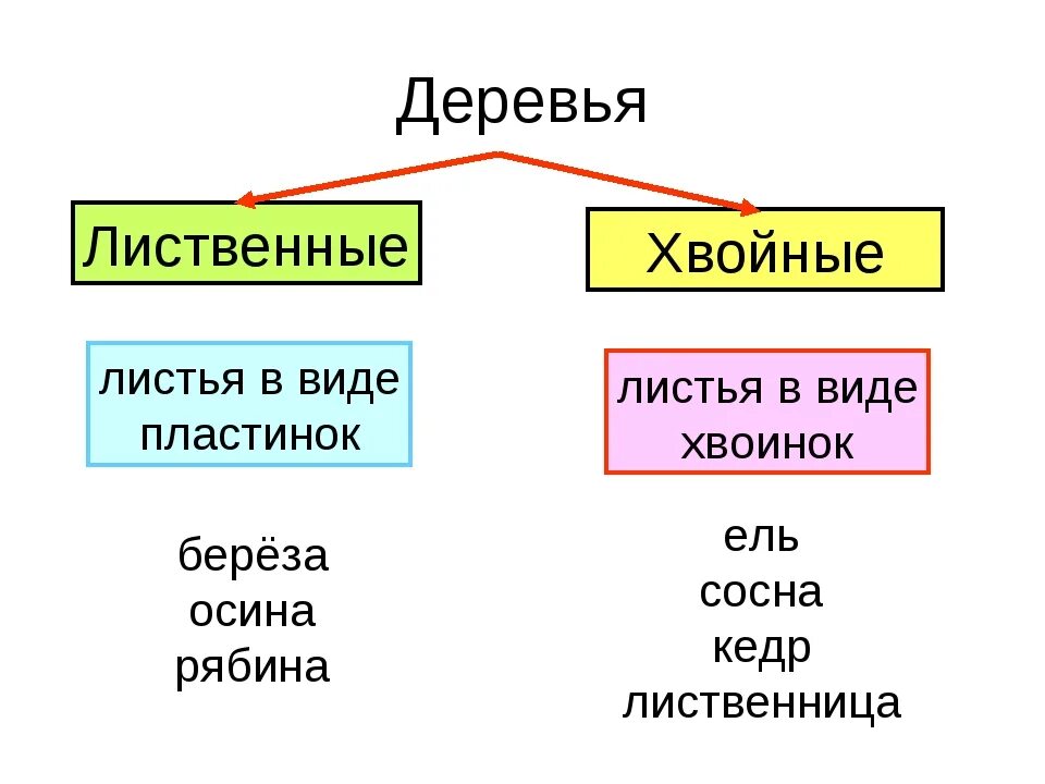 Листья хвойные и лиственные. Таблица хвойные и лиственные деревья. Лиственные и хвойные растения. Листья в виде пластинок. Лиственные и хвойные растения 1 класс.